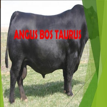 ANGUS BOS TAURUS ANGUS BOS TAURUS ANGUS BOS TAURUS | PPTX