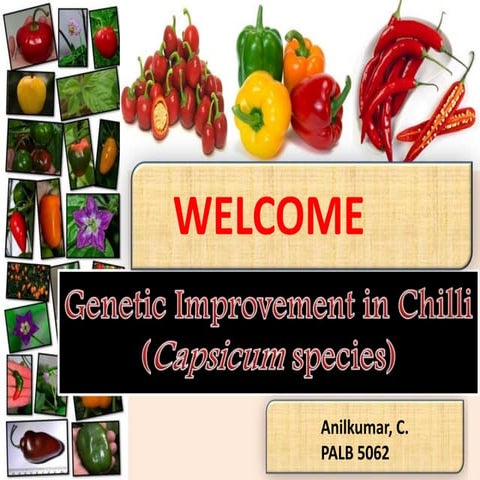 genetic improvement in chilli