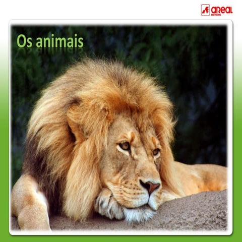 LOS ANIMALES RACIONALES E IRRACIONALES.ppt