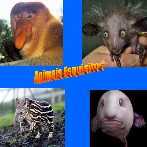 Animais esquisitos