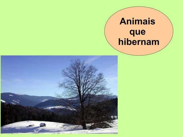 Animais que hibernam