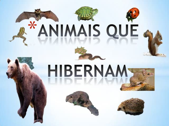 Animais que hibernam pp