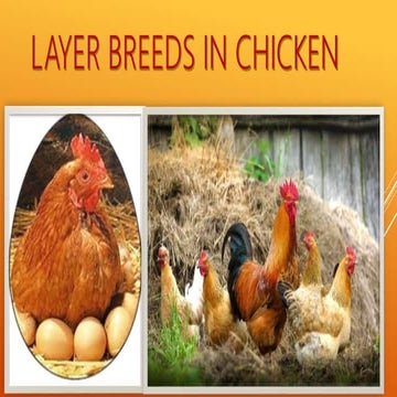 layer breeds in chicken