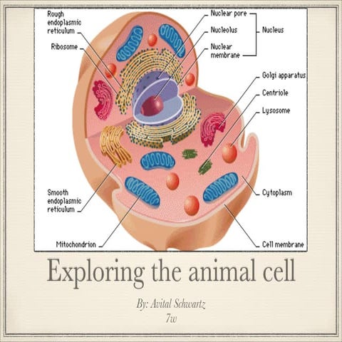 Animal cell project avital s.