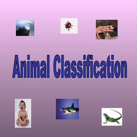Animal Classification