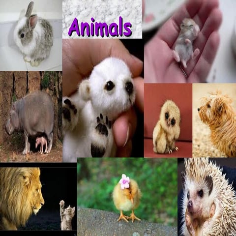Animal presentation
