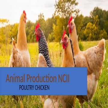 Comprehensive Guide to Poultry Chicken Production NCII: Housing ...