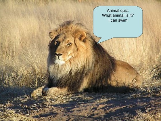 The animal quiz | PPT