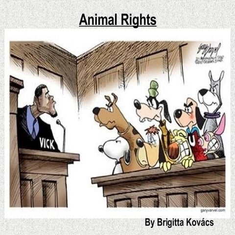 Animal Rights