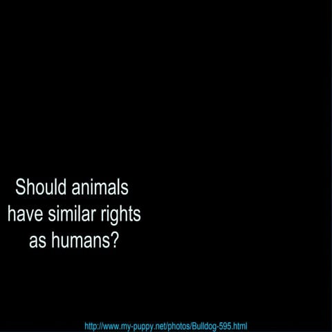Animal Rights