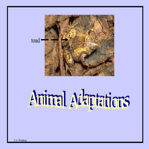 Animal adaptations | PPT