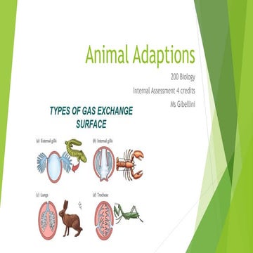 Animal Adaptions 2014