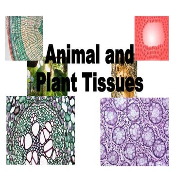 Animal and Plant Tissues.pptx