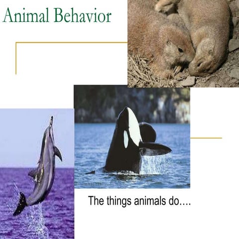 Animal behavior