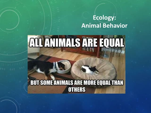 animal behavior.pptx