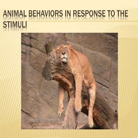 Animal behaviors in response to the stimuli p.4