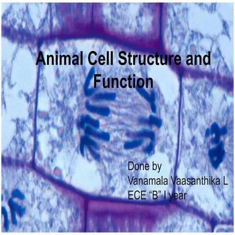 Animal cell be