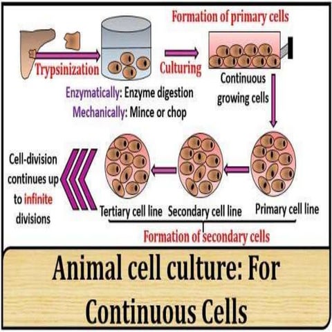 Animal cell culture