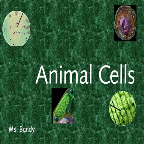 Animal cell pp lesson