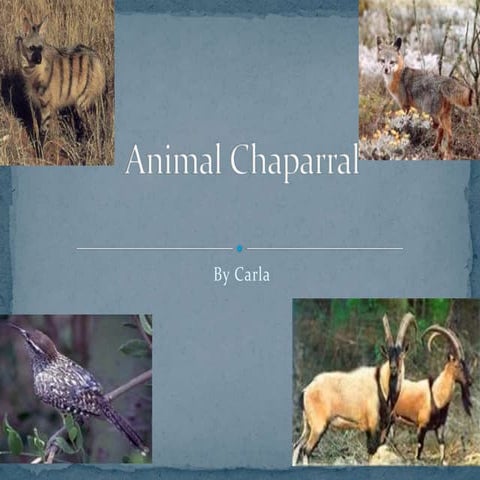 Animal chapparal carla