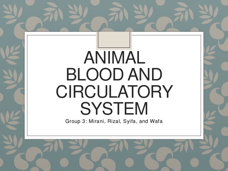 Animal circulatory system
