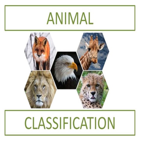 Animal classification y1