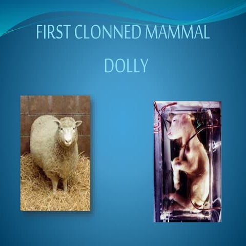 Animal cloning