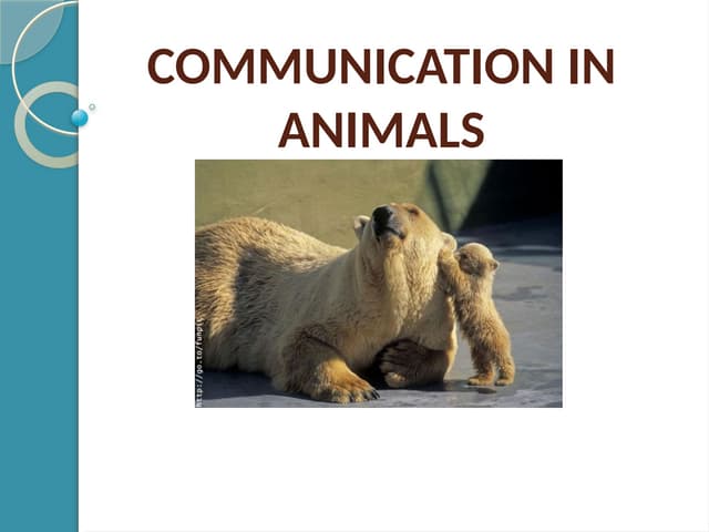 Animal Communication ,competitions and interactions