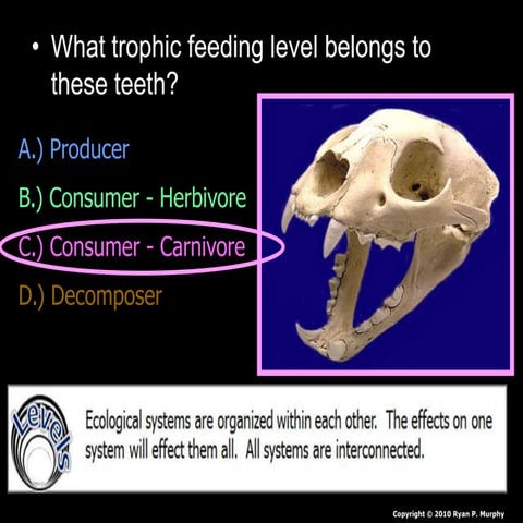 Animal Dentition Lesson PowerPoint, Teeth, Quiz, Types of Teeth