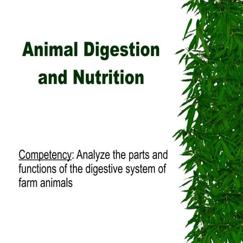 Animal Digestion