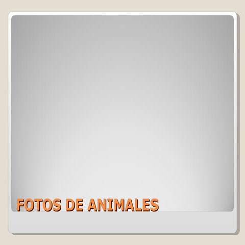 Animales
