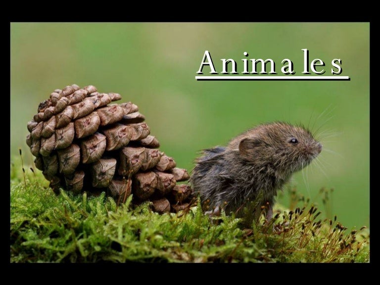 Animales