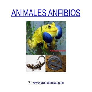 Animales Anfibios