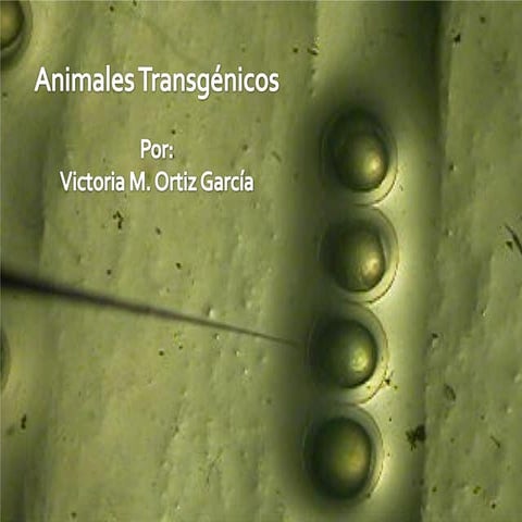 Animales trans
