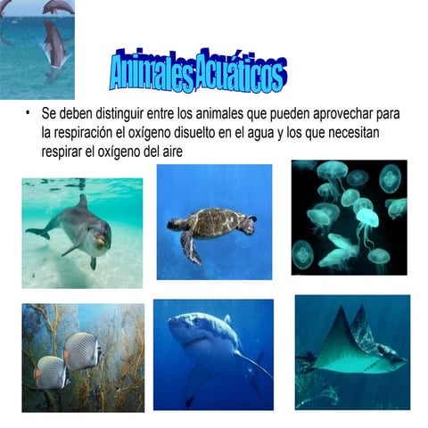 Animales acuáticos, terrestres y aereos  male y caty