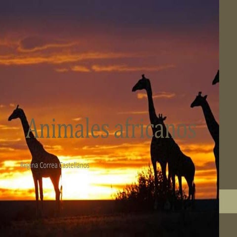 Animales africanos