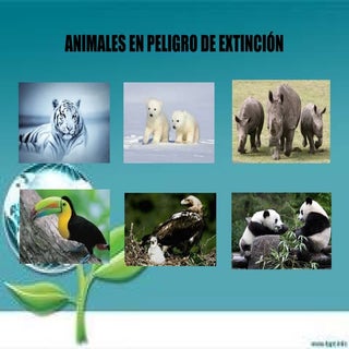 Animales  