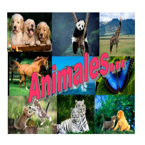 Animales!! 