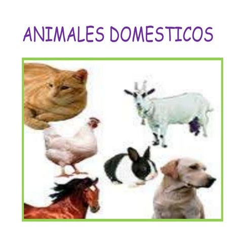 Animales domesticos