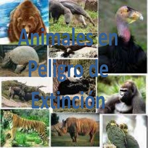 Animales en peligro de extinción.