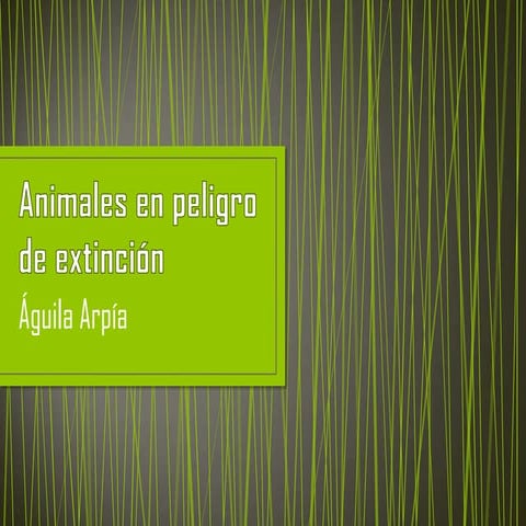 Aguila Arpia: En peligro de extincion.