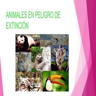Animales en peligro de extincion lucia
