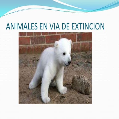 Animales en via de extincion