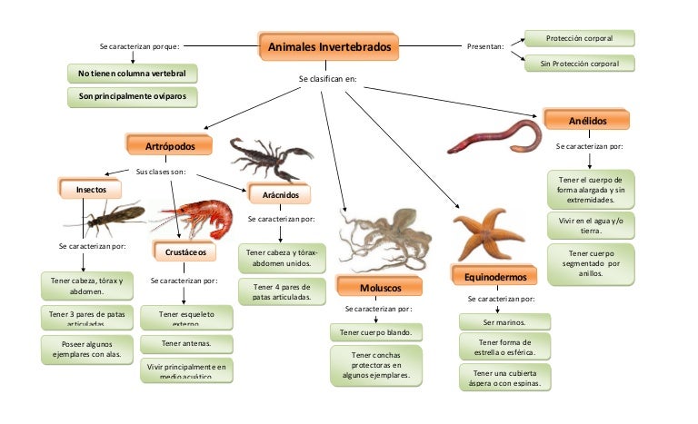 Animales invertebrados