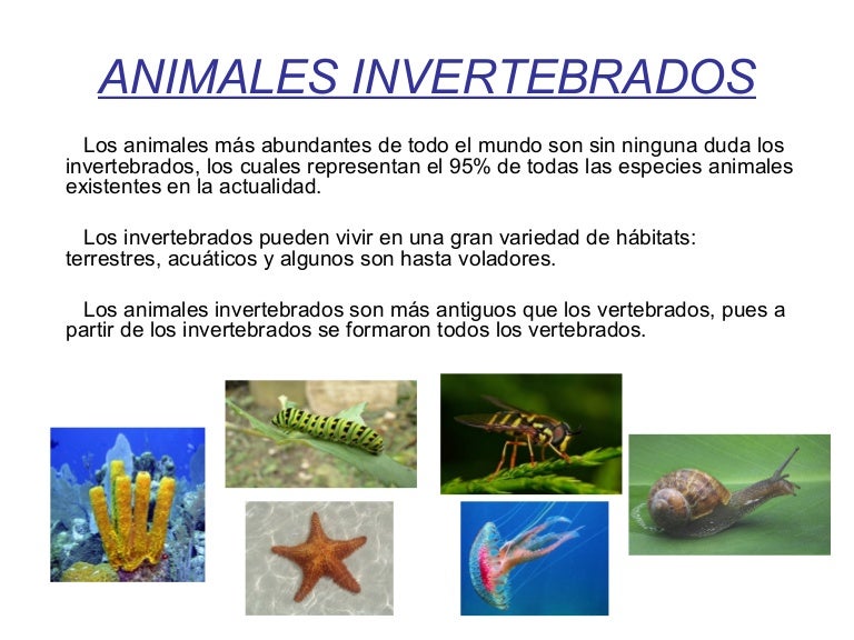 Animales invertebrados adrian