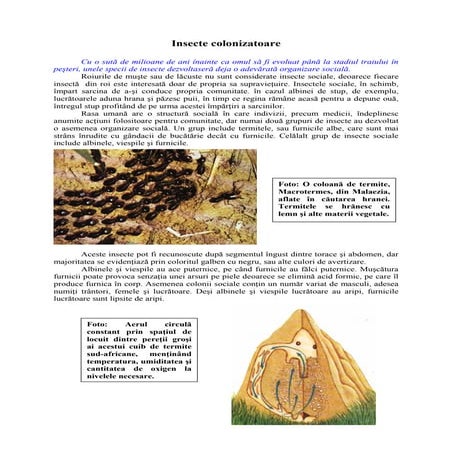 Animale si plante    insecte colonizatoare