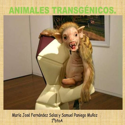 animales transgénicos