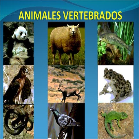 Animales vertebrados