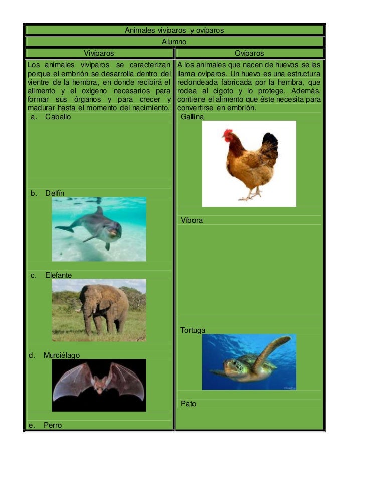 Animales vivíparos y ovíparos