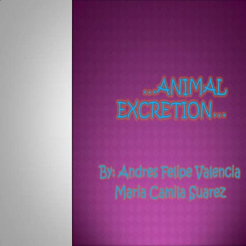 Animal excretion | PPTX